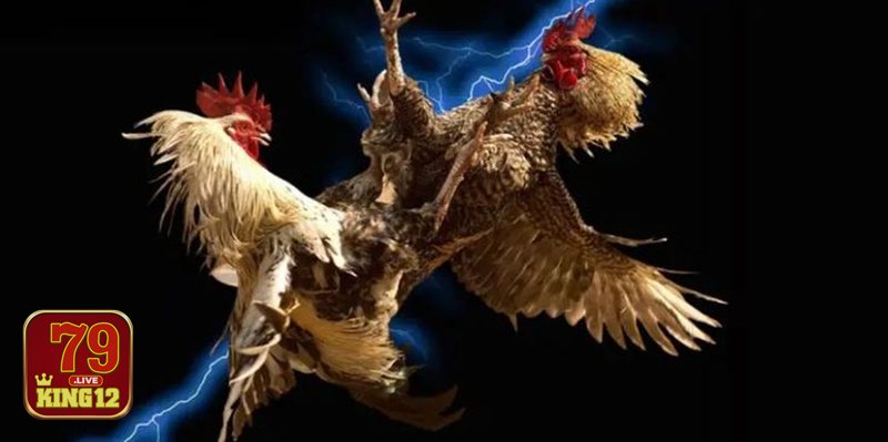 Vì sao nên chọn Đá Gà 79king12?