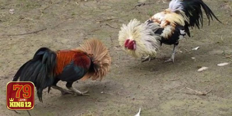 Đá gà Philippines - Điểm khác biệt khi chơi trực tuyến