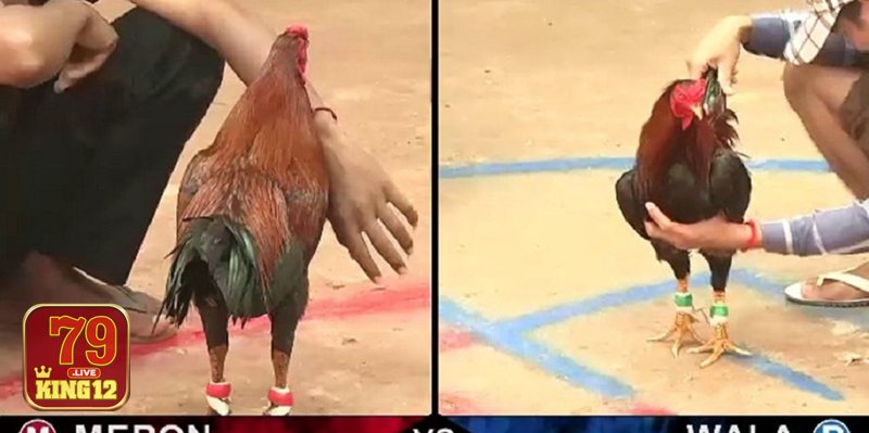 Vảy gà huyền trâm - Vì sao được gọi là “huyền trâm”?