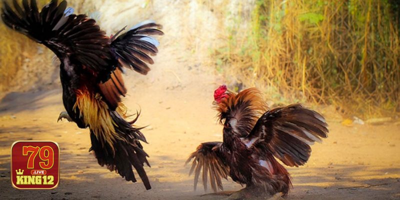 Đá Gà 79king12: Tổng quan sảnh chọi trực tuyến