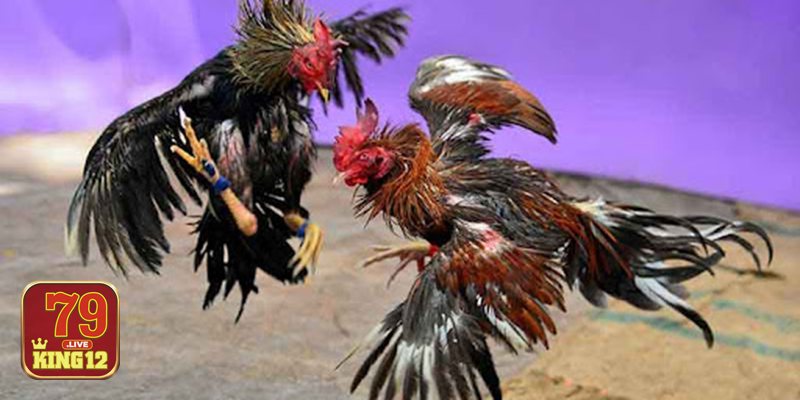 Vảy gà thần kê - (2) Vị trí – tương quan