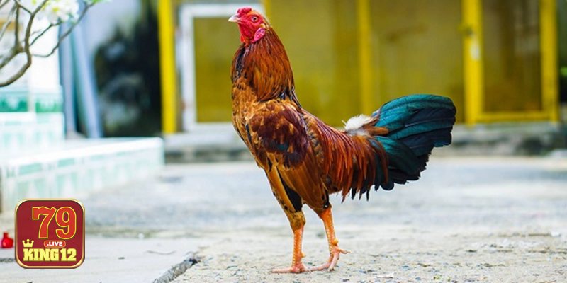 Thuật ngữ đá gà - Cửa – chấp – tài/xỉu